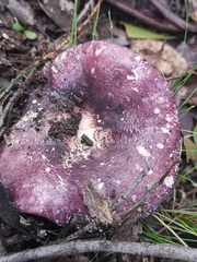 Russula purpureoflava