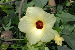 Hibiscus comorensis