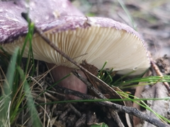 Russula purpureoflava