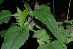 Hibiscus comorensis