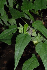 Hibiscus comorensis
