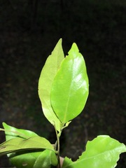 Cryptocarya triplinervis triplinervis