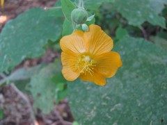 Abutilon indicum