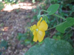 Abutilon indicum