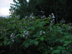 Rubus hylocharis