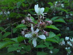 Rubus hylocharis