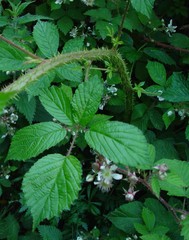 Rubus hylocharis