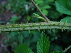 Rubus hylocharis