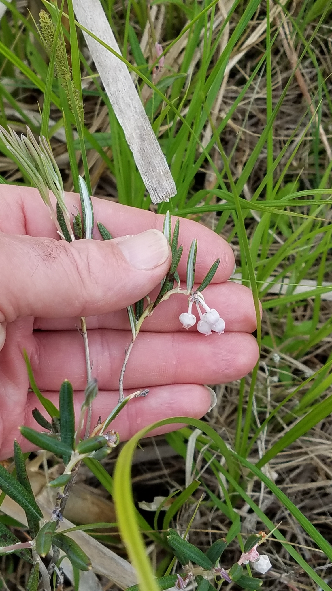 Andromeda polifolia var. latifolia