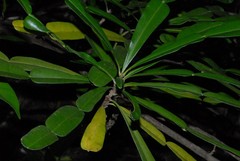 Phyllarthron comorense