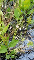 Andromeda polifolia latifolia