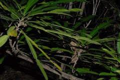 Phyllarthron comorense