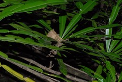 Phyllarthron comorense