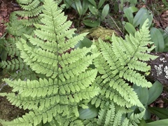Dryopteris campyloptera