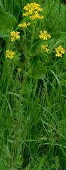 Sisymbrium loeselii