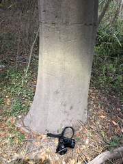 Cryptocarya triplinervis triplinervis