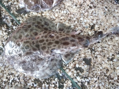Torpediniformes