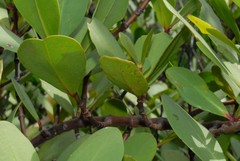 Sonneratia alba