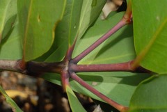 Sonneratia alba