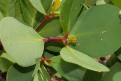 Sonneratia alba