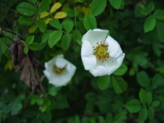 Rosa arvensis