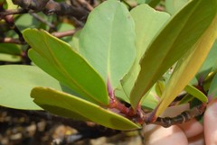 Sonneratia alba
