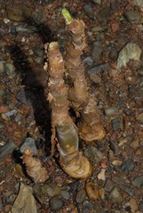 Sonneratia alba