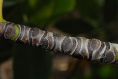 Sonneratia alba