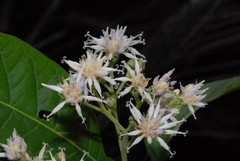 Vernonia colorata