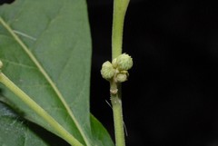 Vernonia colorata