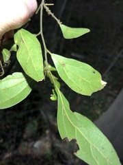 Cryptocarya triplinervis triplinervis