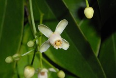 Xylocarpus moluccensis