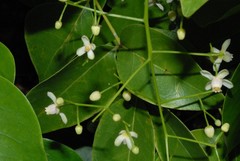 Xylocarpus moluccensis