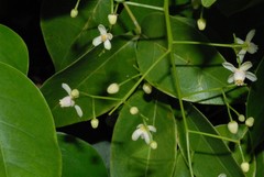 Xylocarpus moluccensis