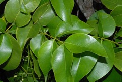 Xylocarpus moluccensis