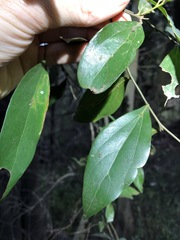 Cryptocarya triplinervis triplinervis