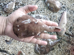 Spottail Sleeper Ray photo 3