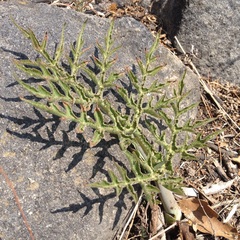 Prionosciadium nelsonii