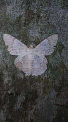 Pingasa ruginaria pacifica