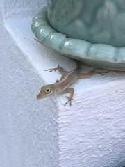 Anolis acutus