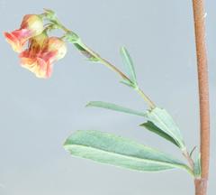 Hermannia denudata erecta