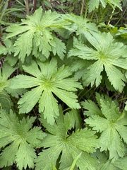 Geranium sylvaticum