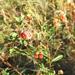 Hermannia denudata - Photo 由 Rob Palmer 所上傳的 (c) Rob Palmer，保留部份權利CC BY-NC-SA