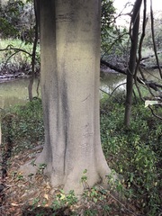 Cryptocarya triplinervis triplinervis