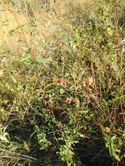 Hermannia denudata erecta