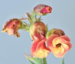 Hermannia denudata erecta