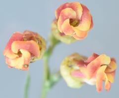 Hermannia denudata erecta