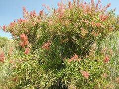Rumex usambarensis