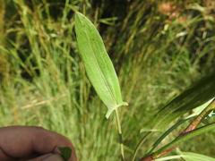 Rumex usambarensis
