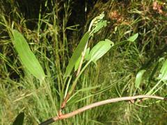 Rumex usambarensis